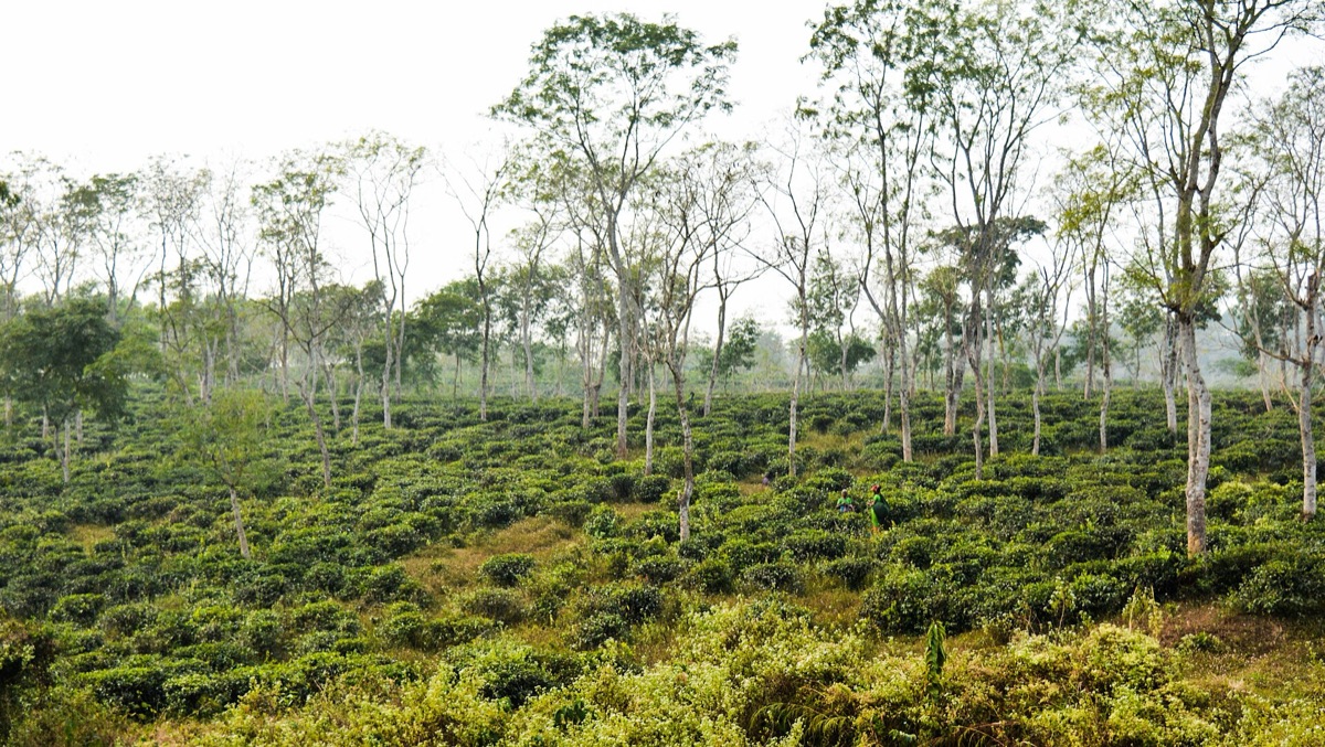 Sreemangal Tea Gardens